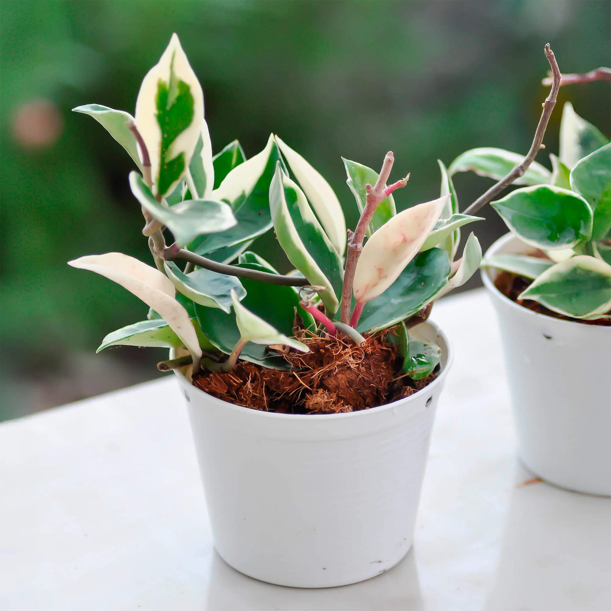 Miniatuur 2