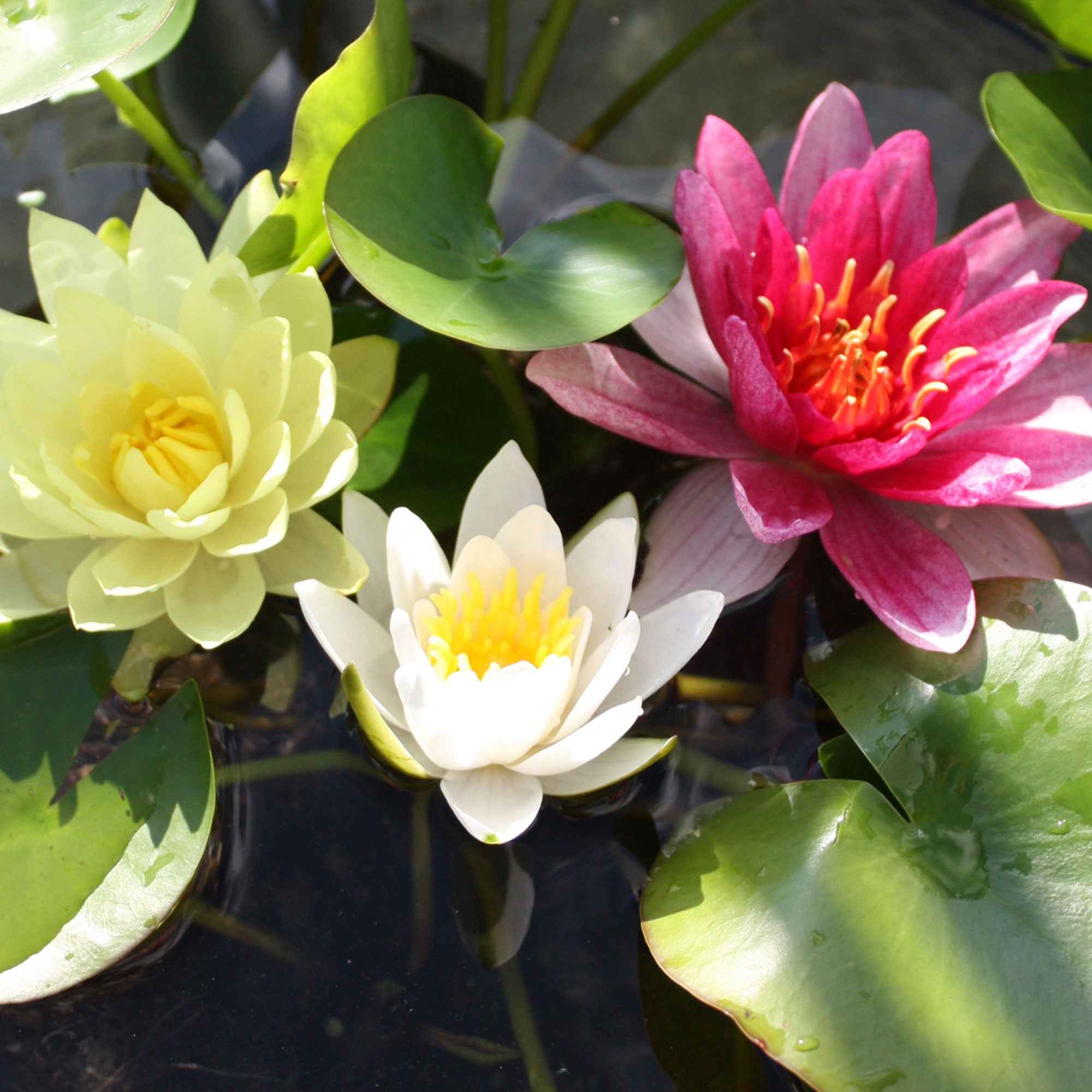 Miniatuur 1