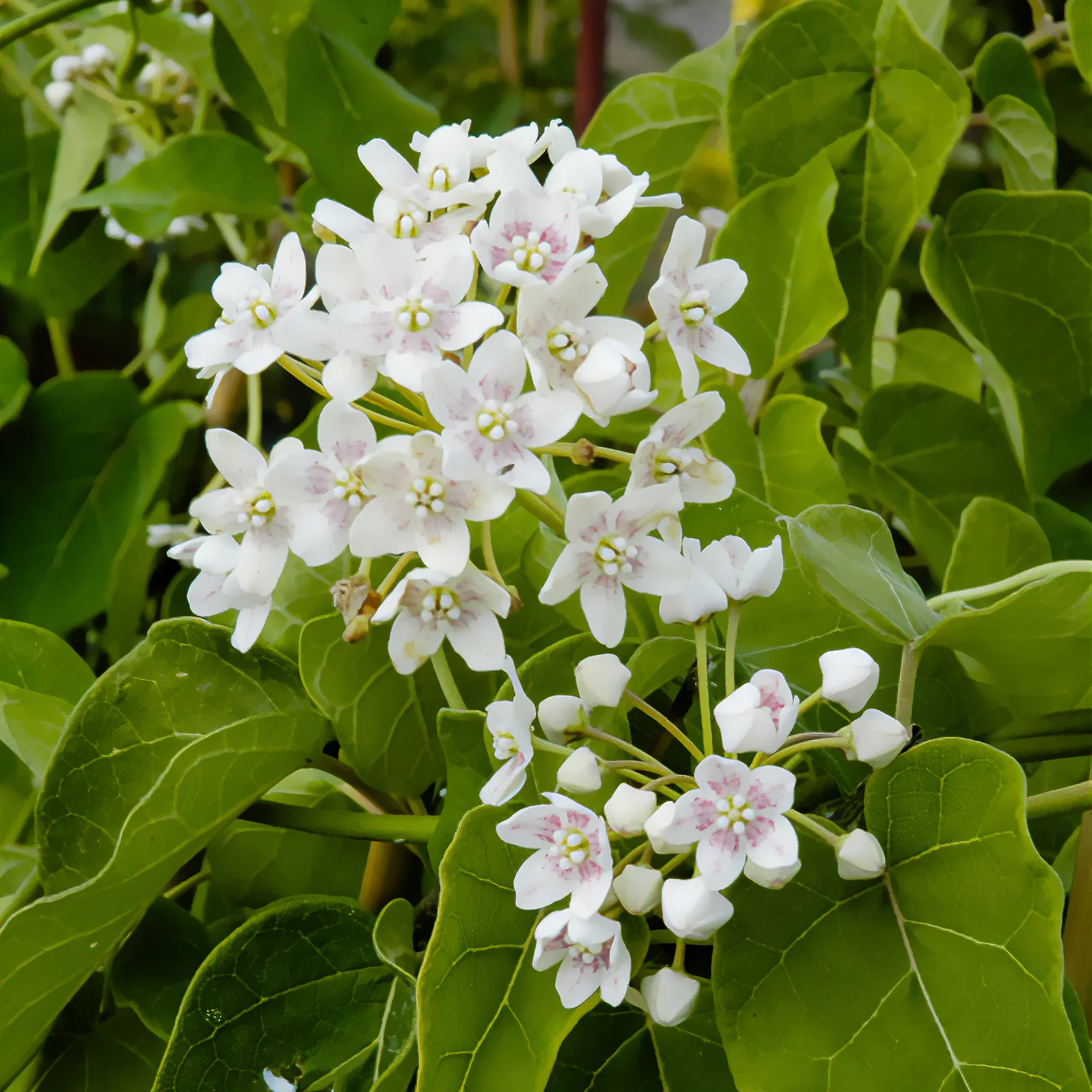 Miniatuur 2