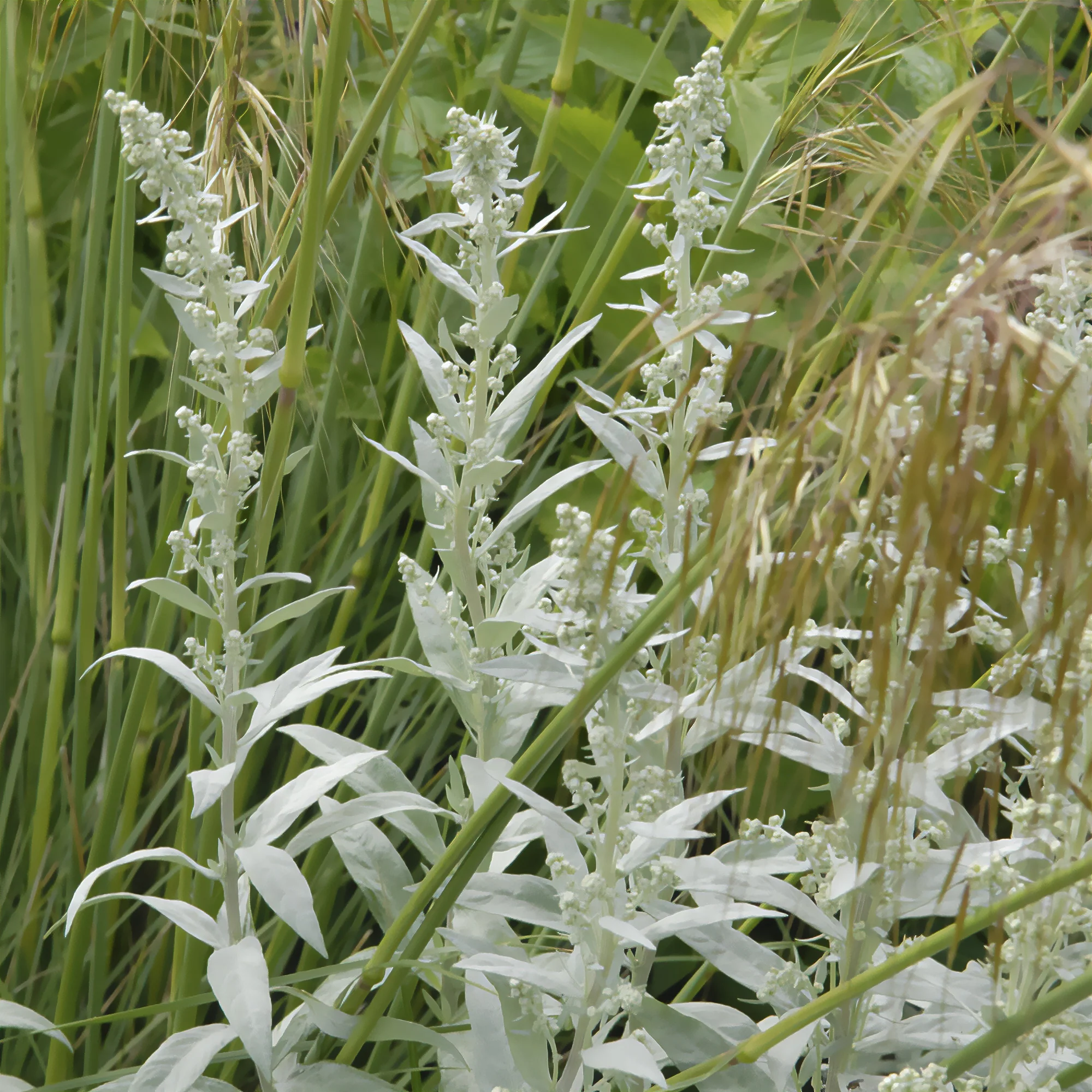 Miniatuur 2