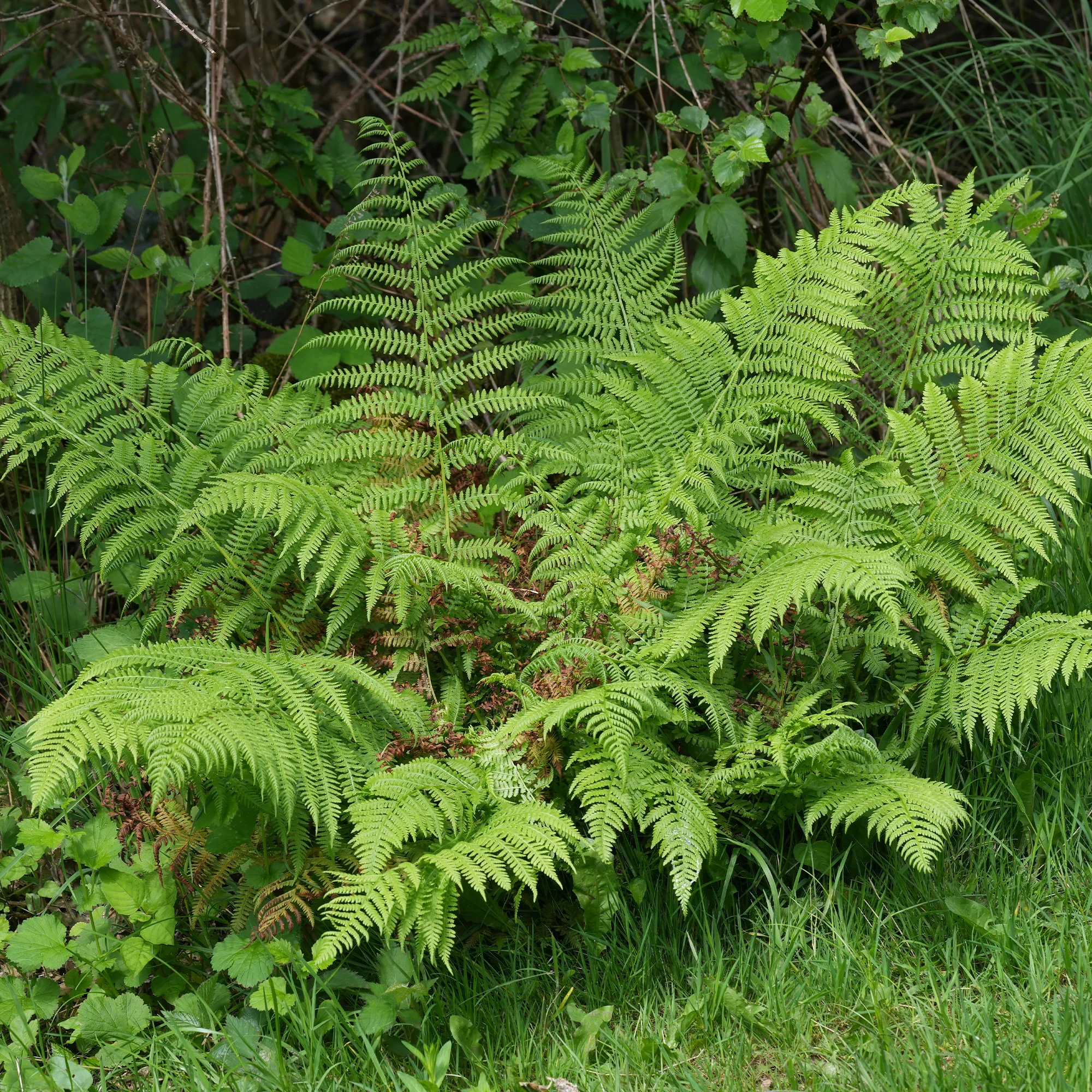 Miniatuur 1