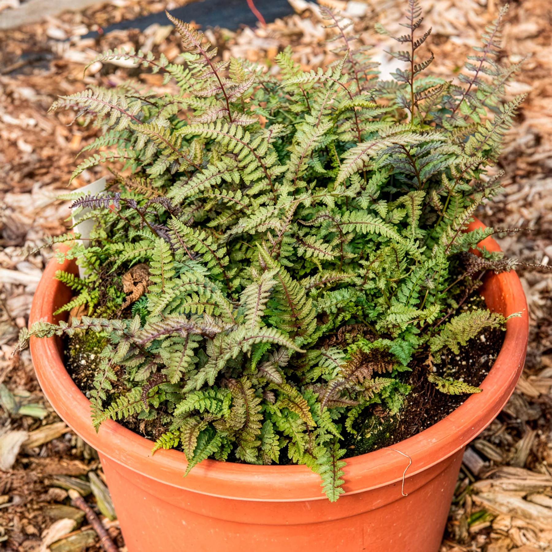 Miniatuur 1