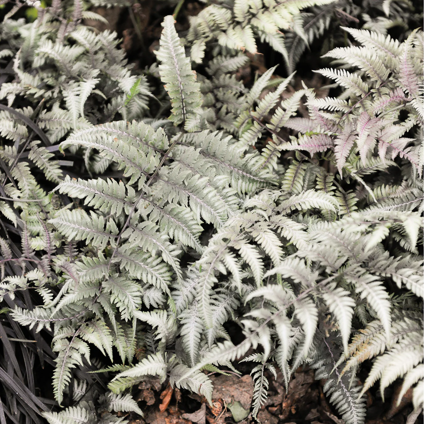 Miniatuur 2