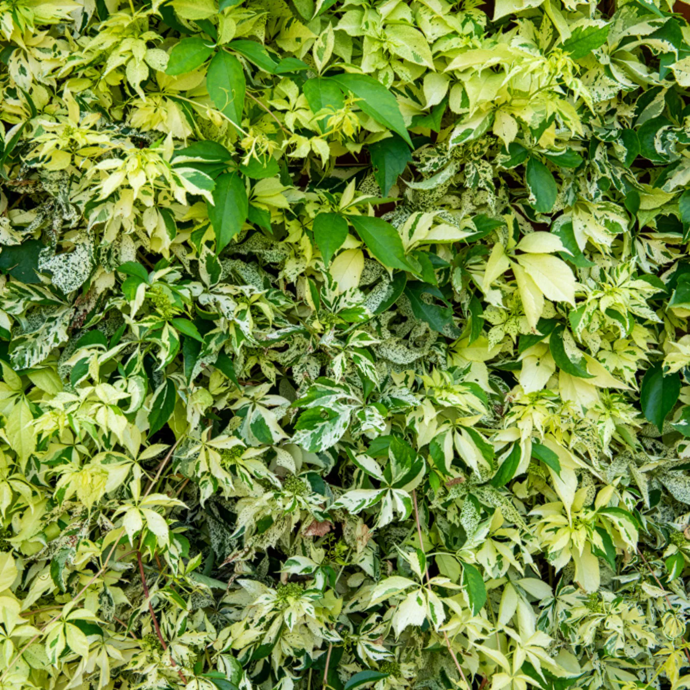 Miniatuur 2