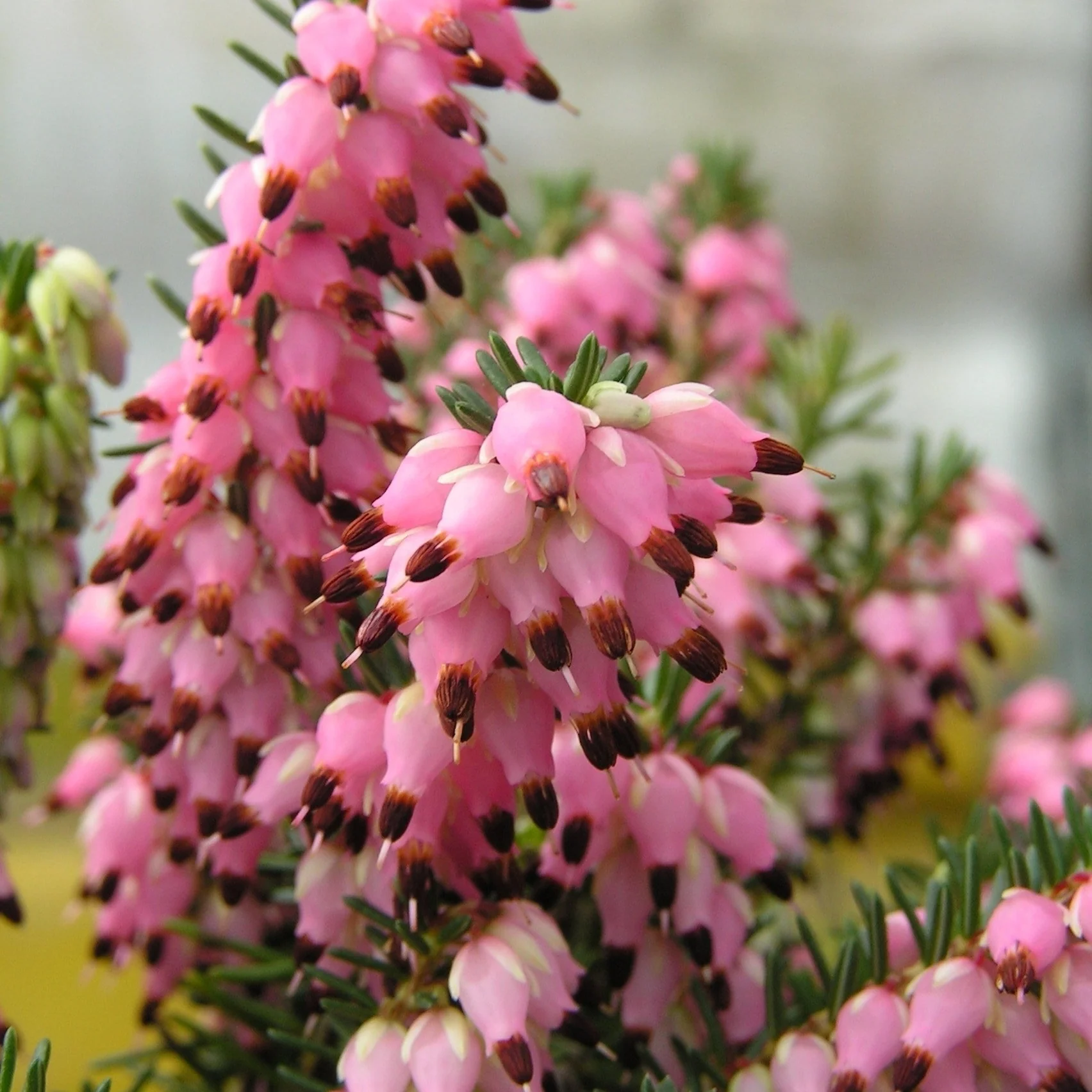Miniatuur 2