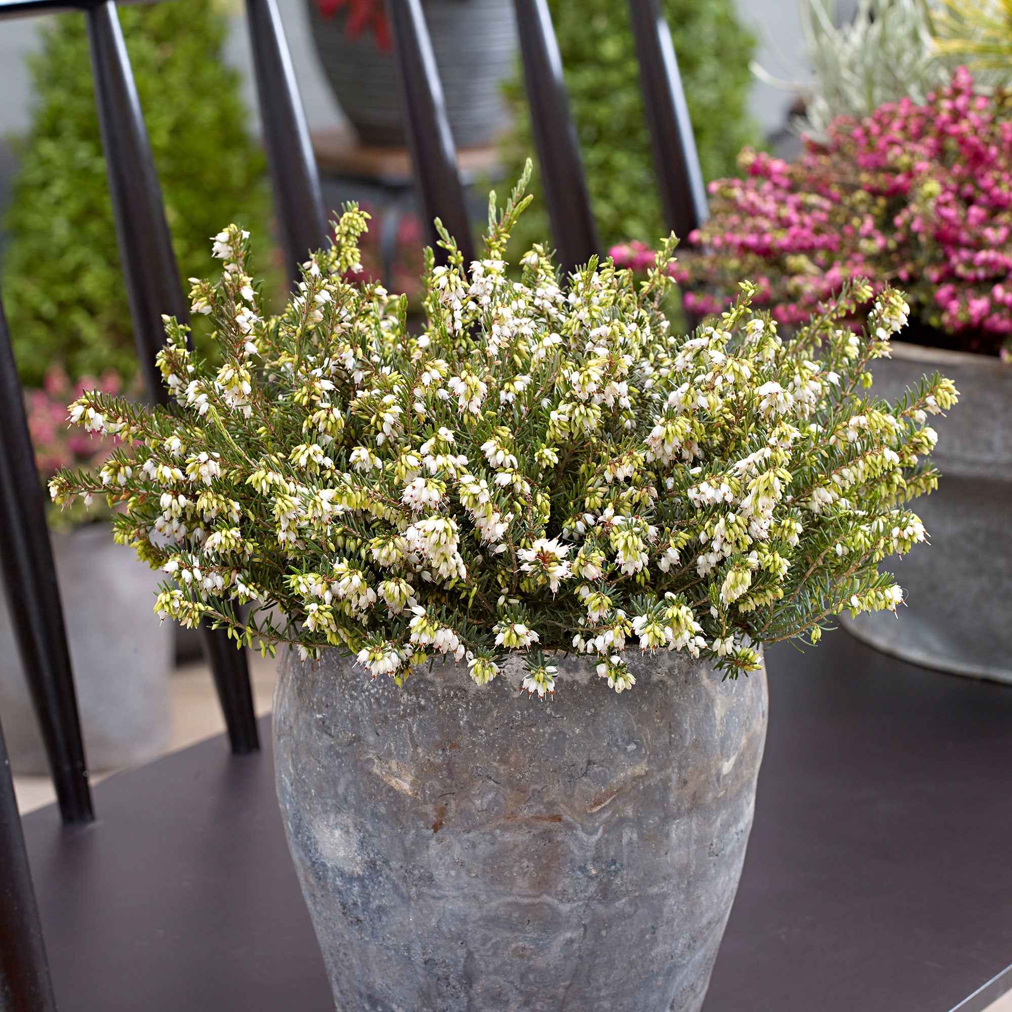 Miniatuur 1