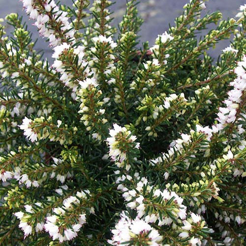 Miniatuur 2