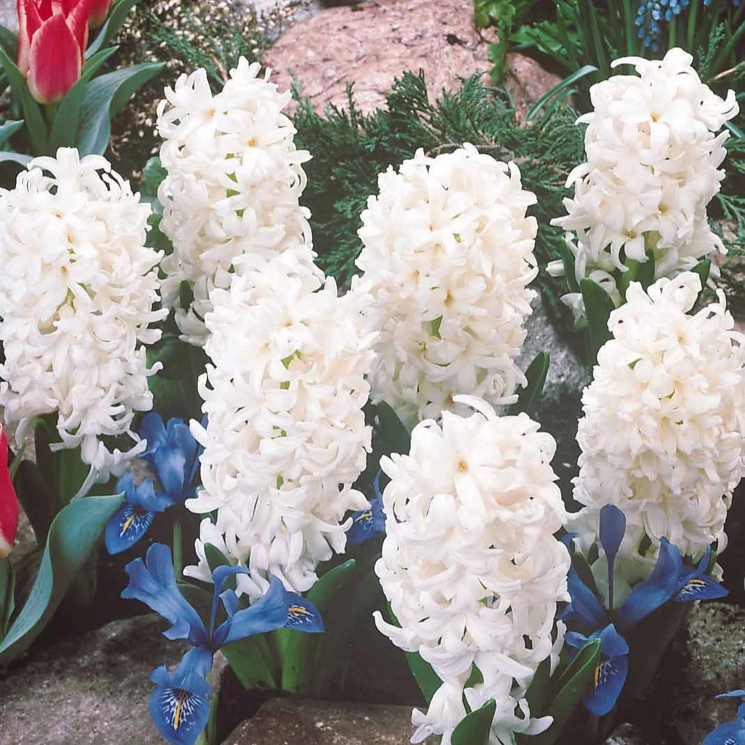 Miniatuur 1