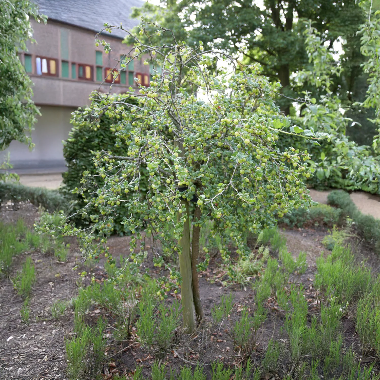 Miniatuur 2