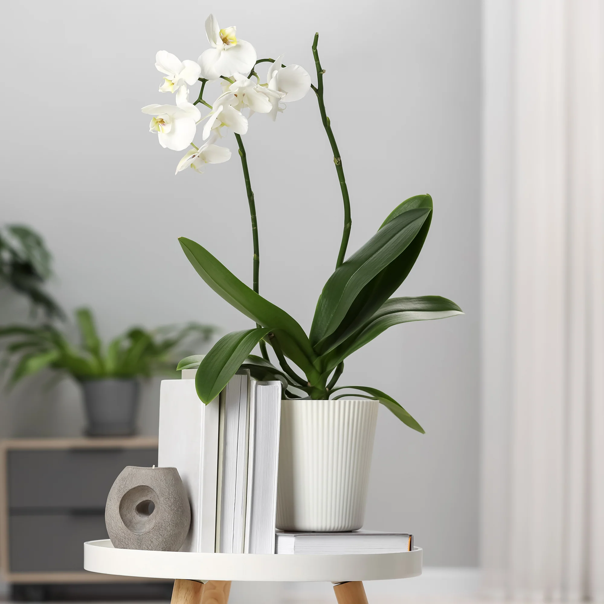 Miniatuur 1