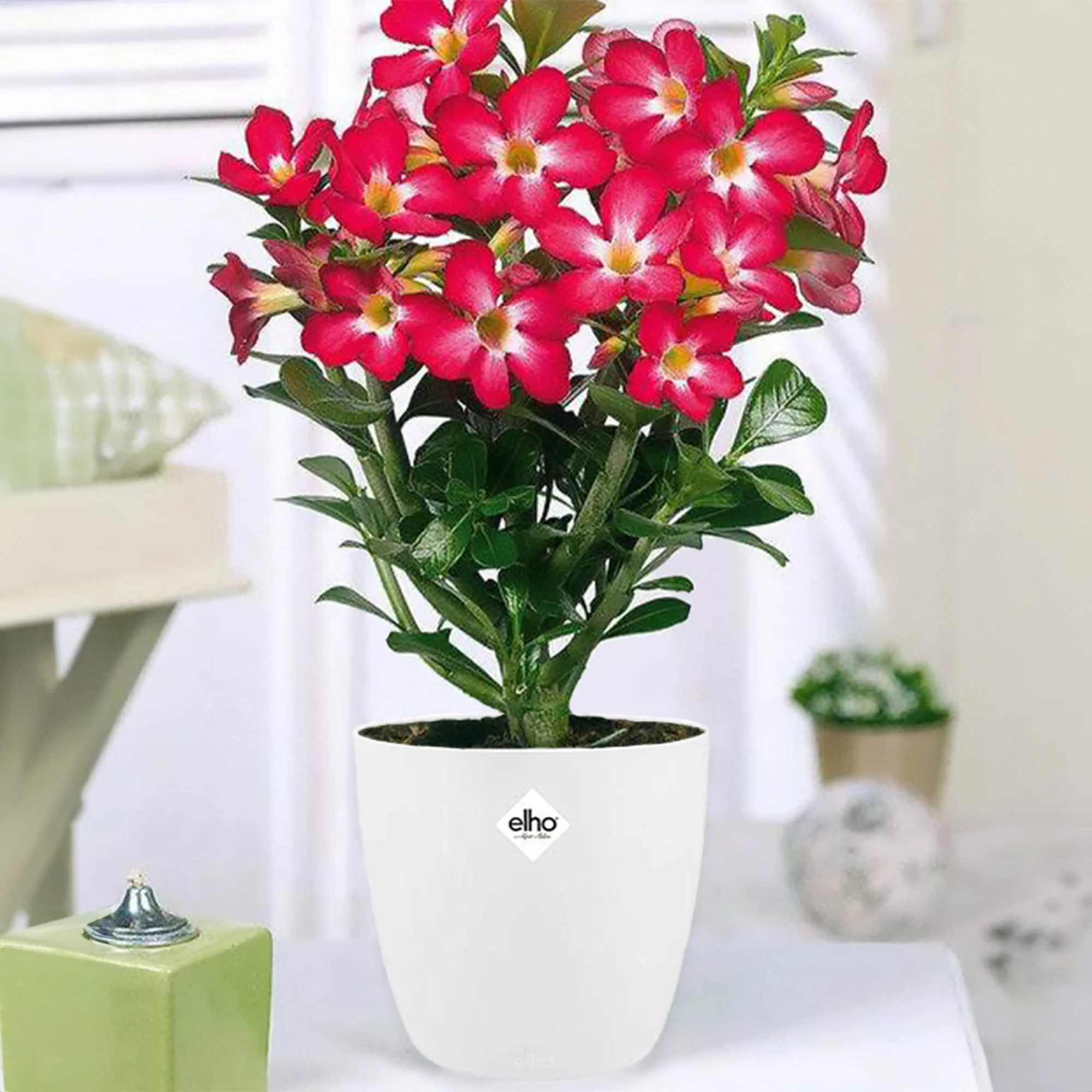 Miniatuur 1