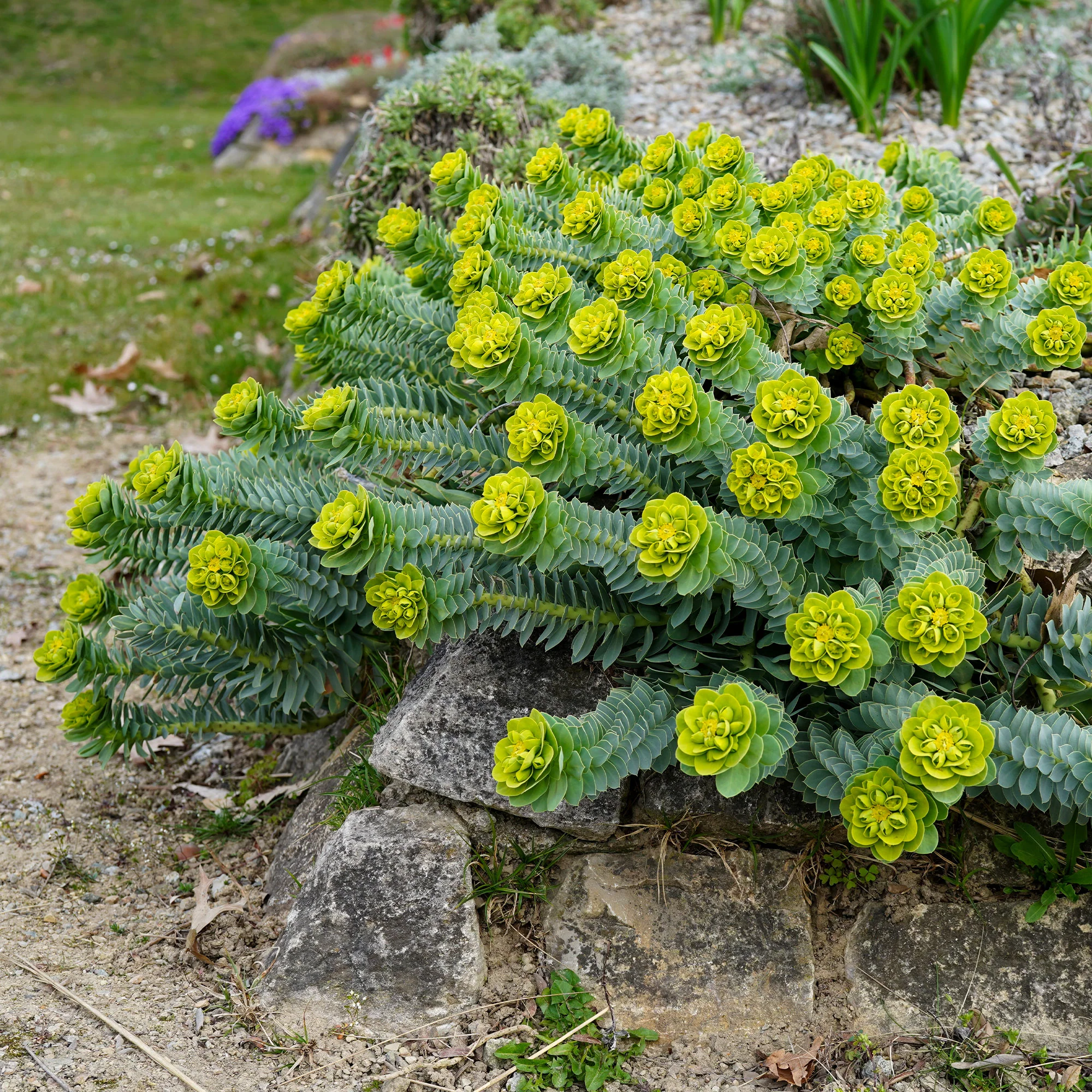 Miniatuur 1