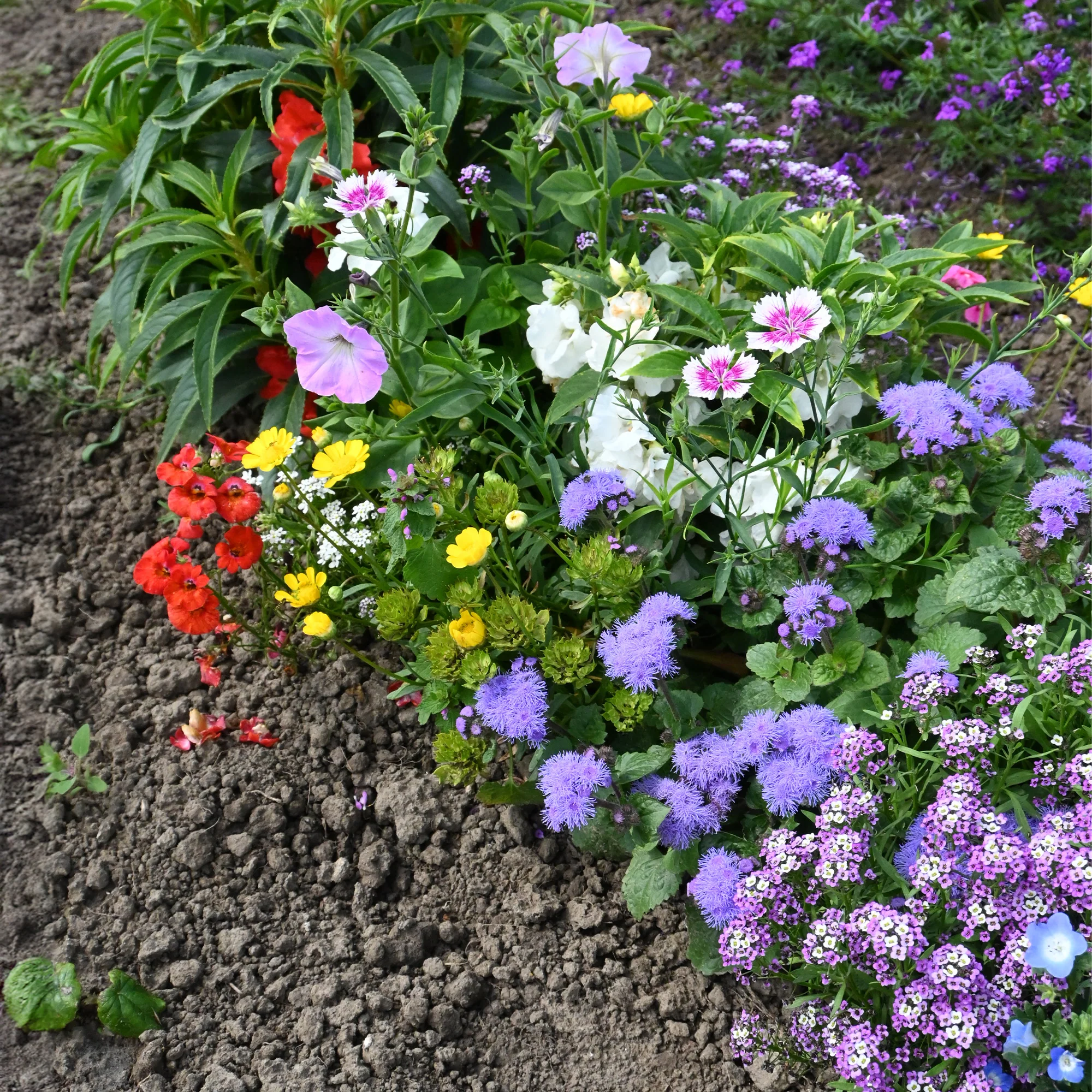 Miniatuur 1