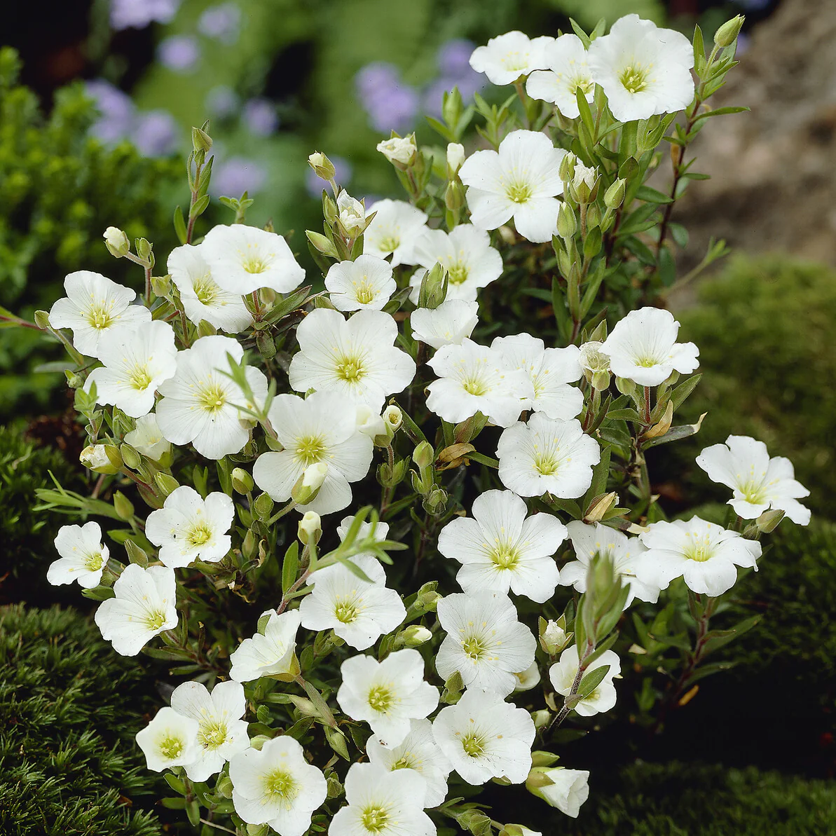 Miniatuur 2