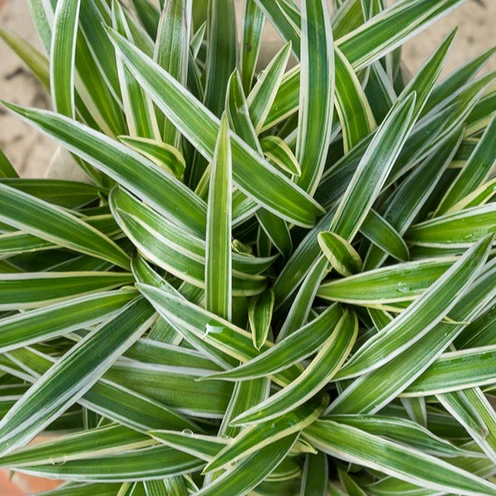 Miniatuur 2