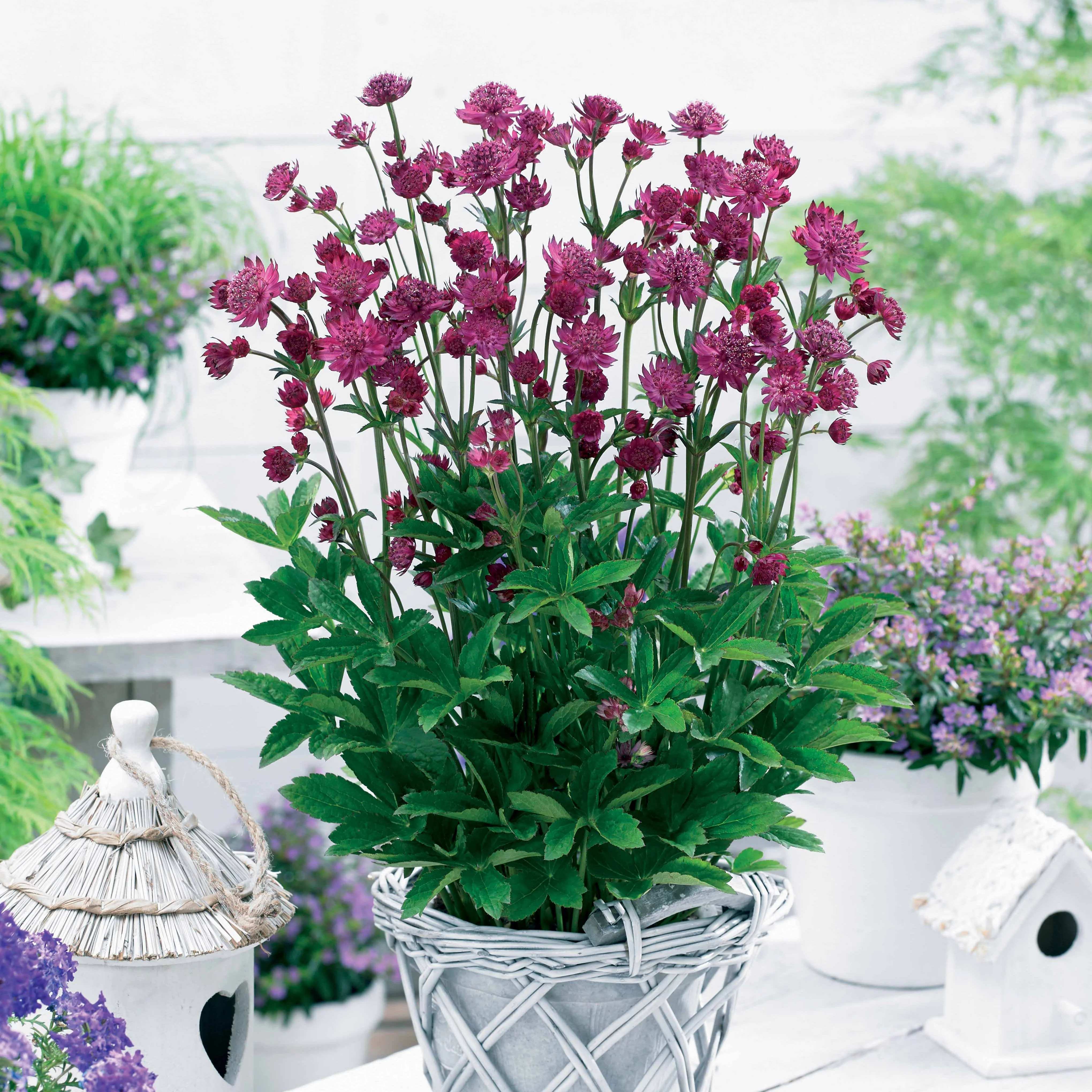 Miniatuur 1