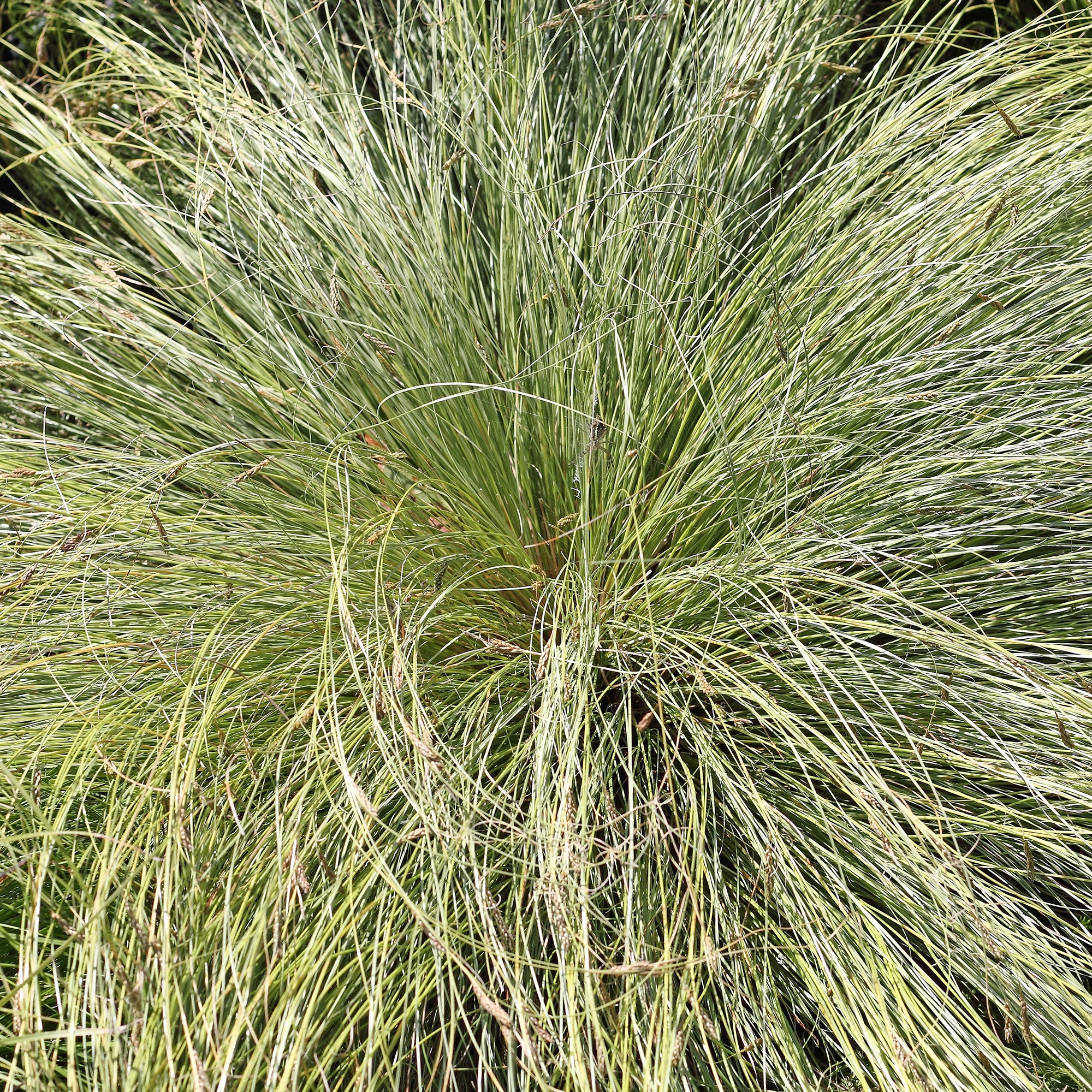 Miniatuur 2
