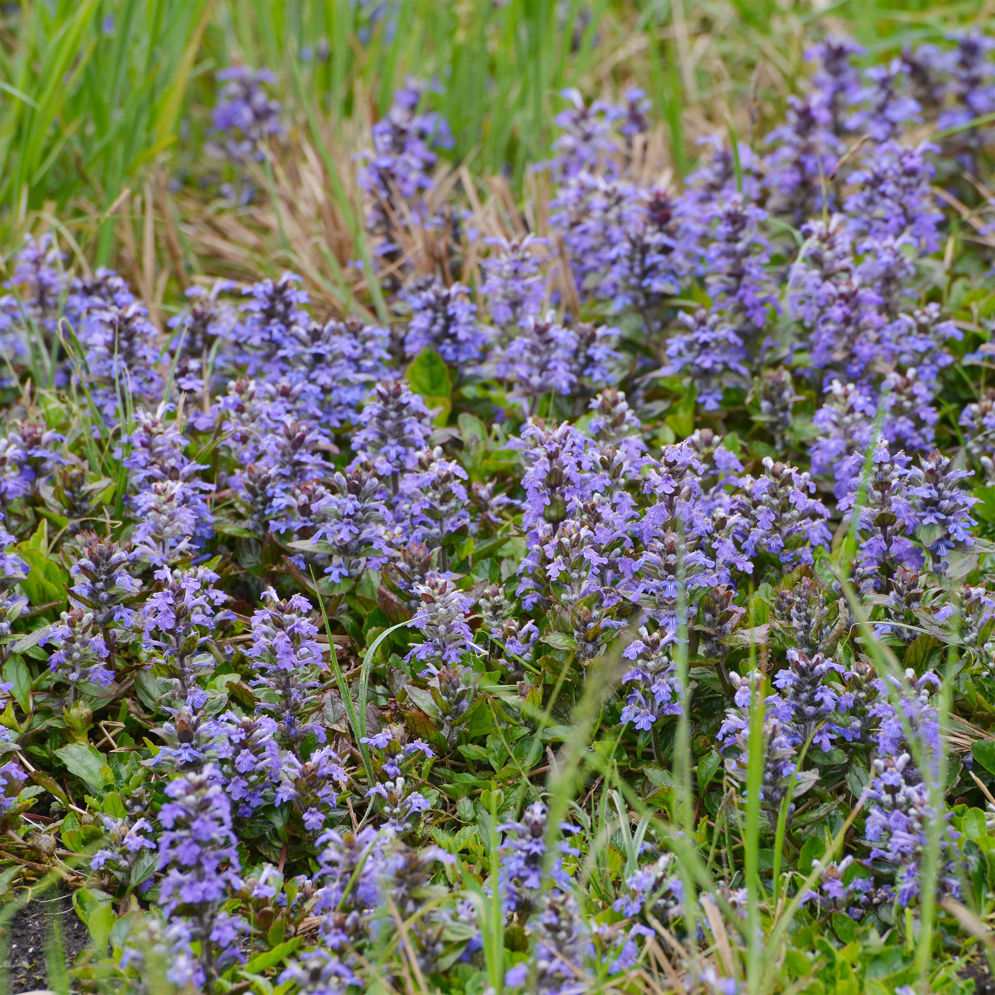 Miniatuur 1
