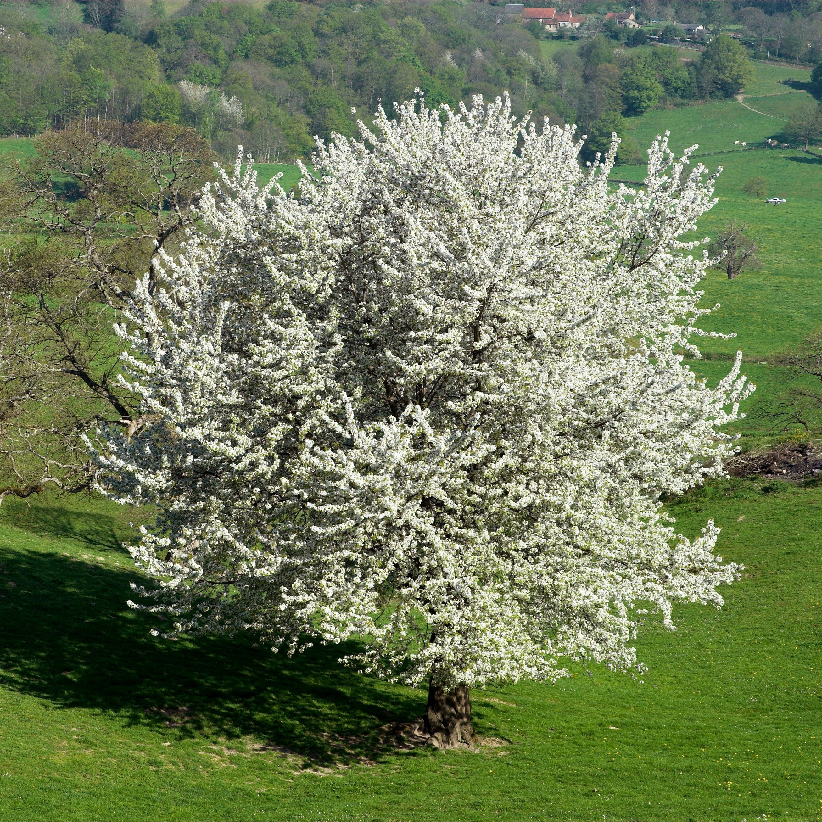 Miniatuur 1