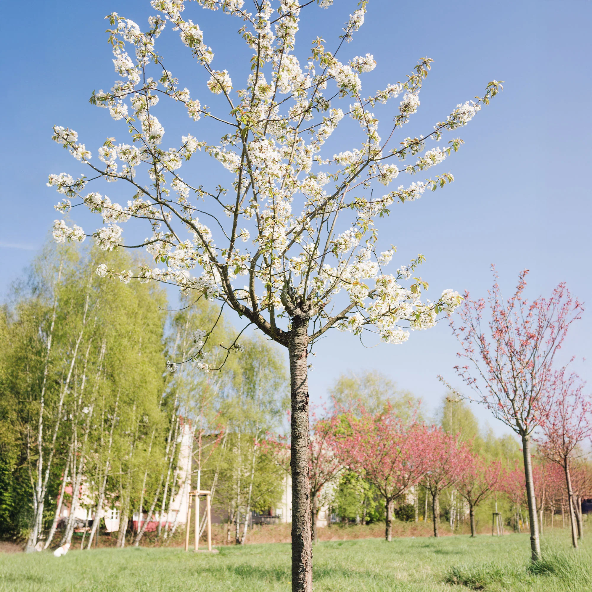 Miniatuur 2