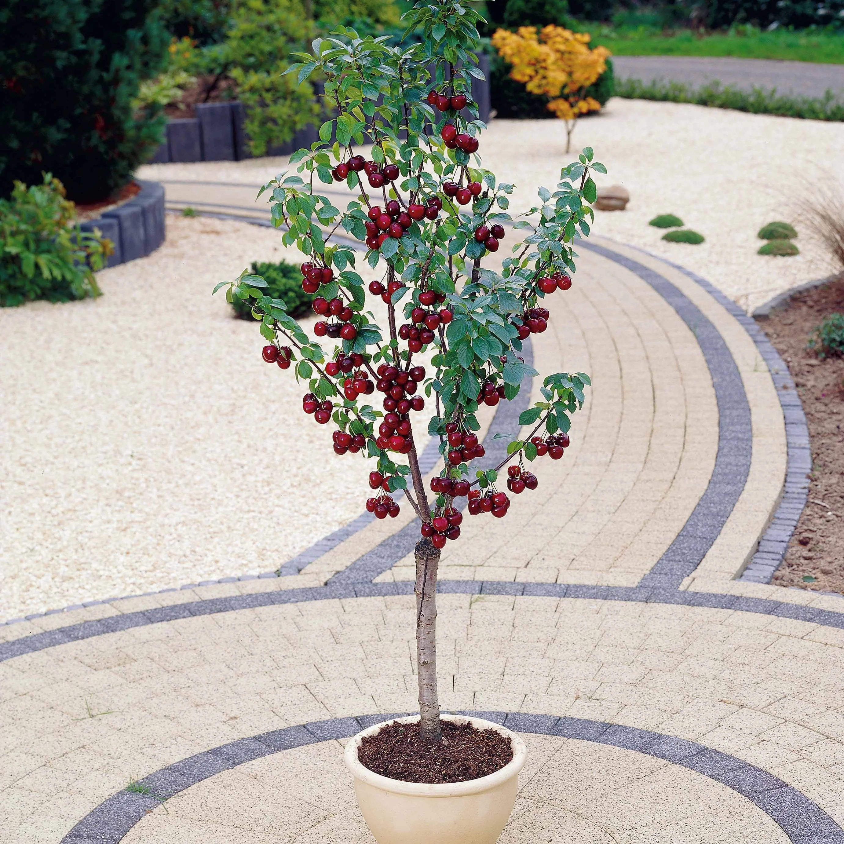 Miniatuur 1