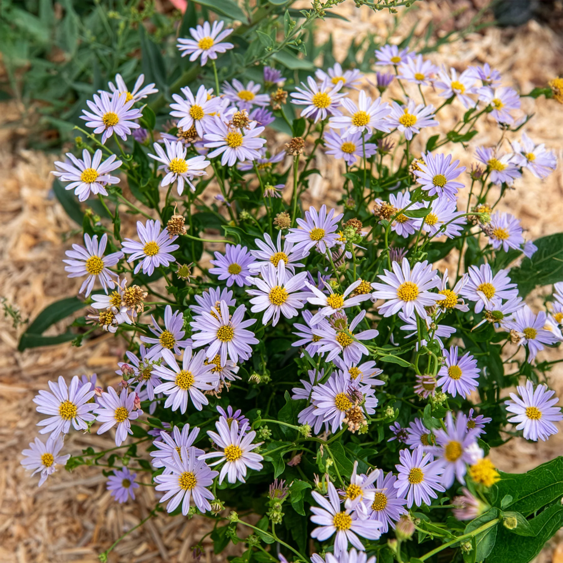 Miniatuur 1