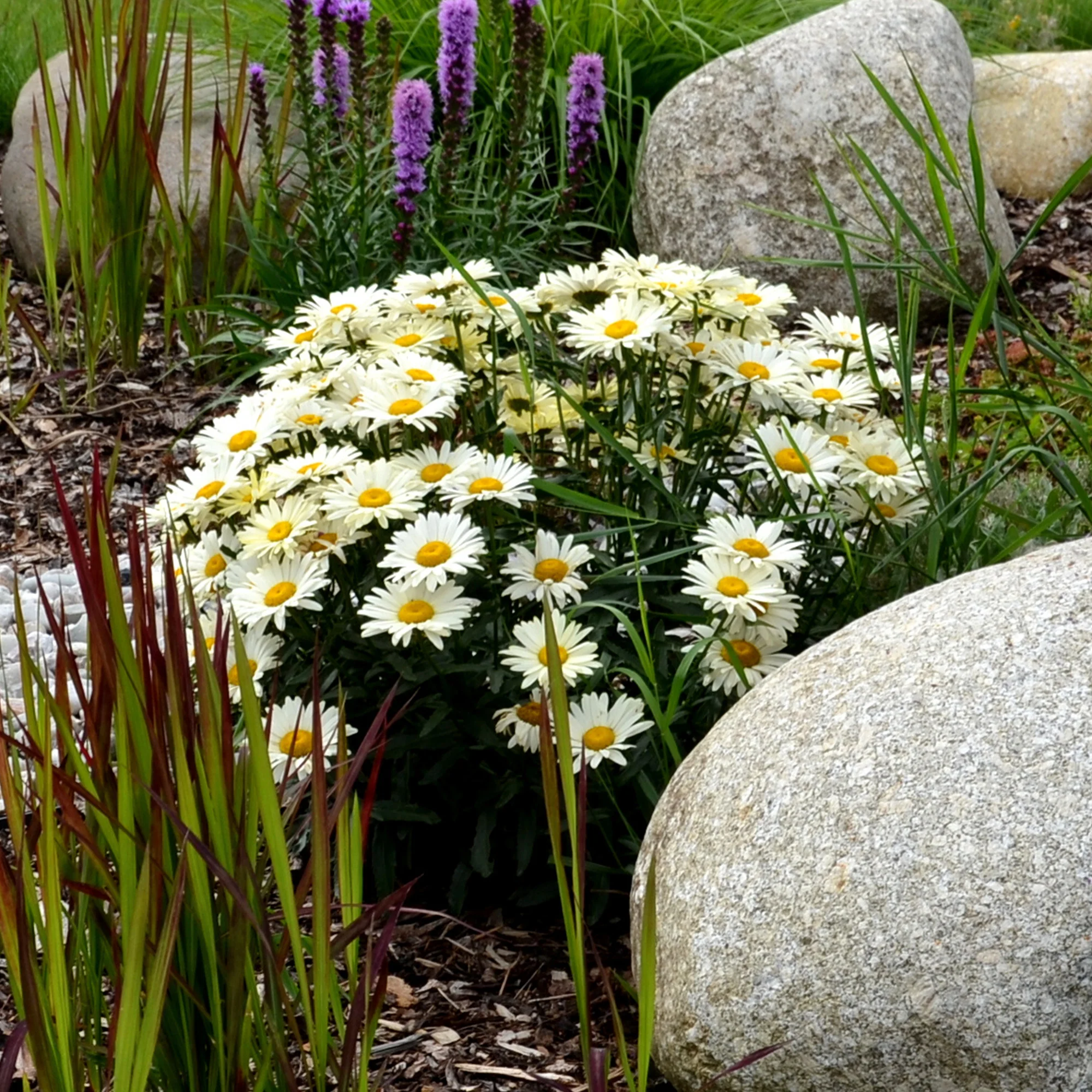 Miniatuur 1