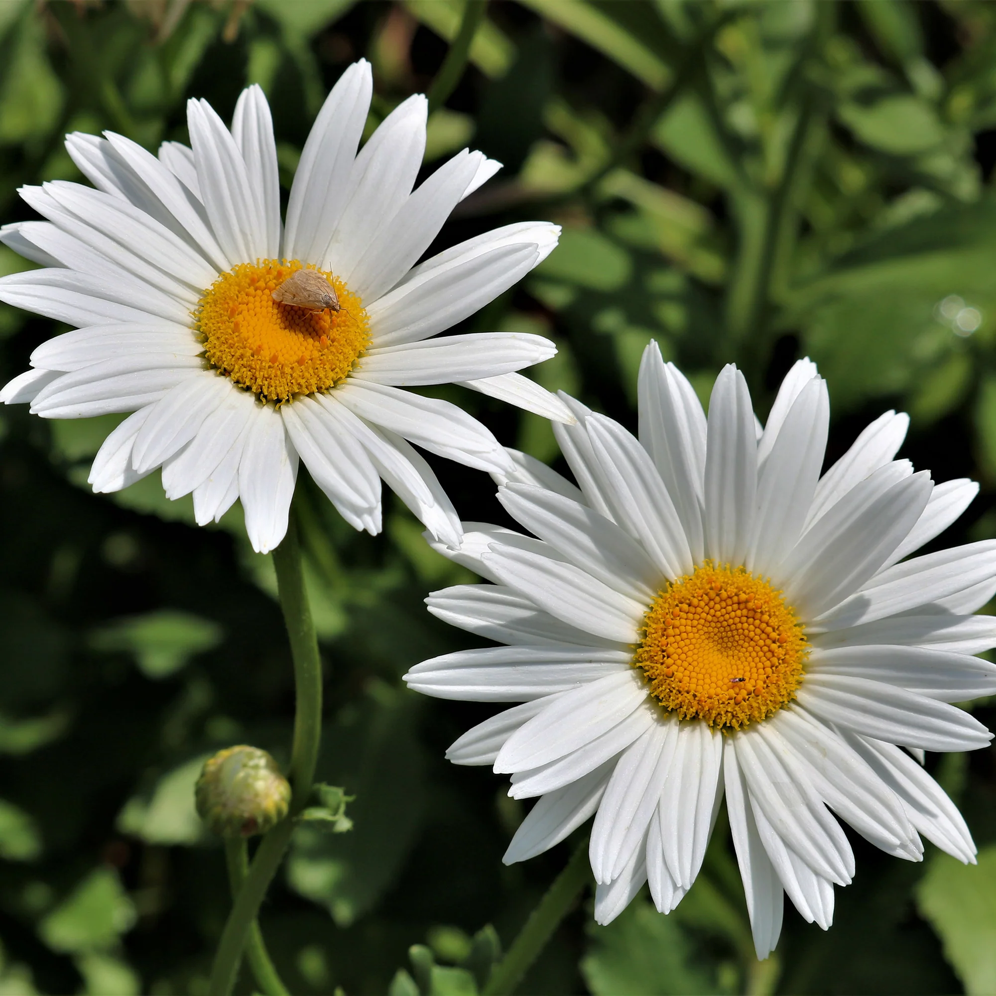 Miniatuur 2