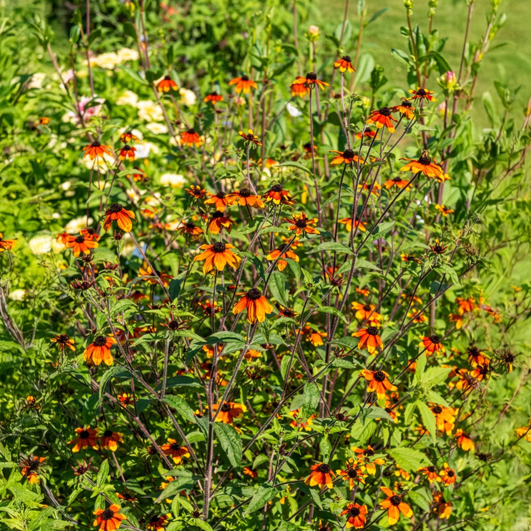 Miniatuur 1