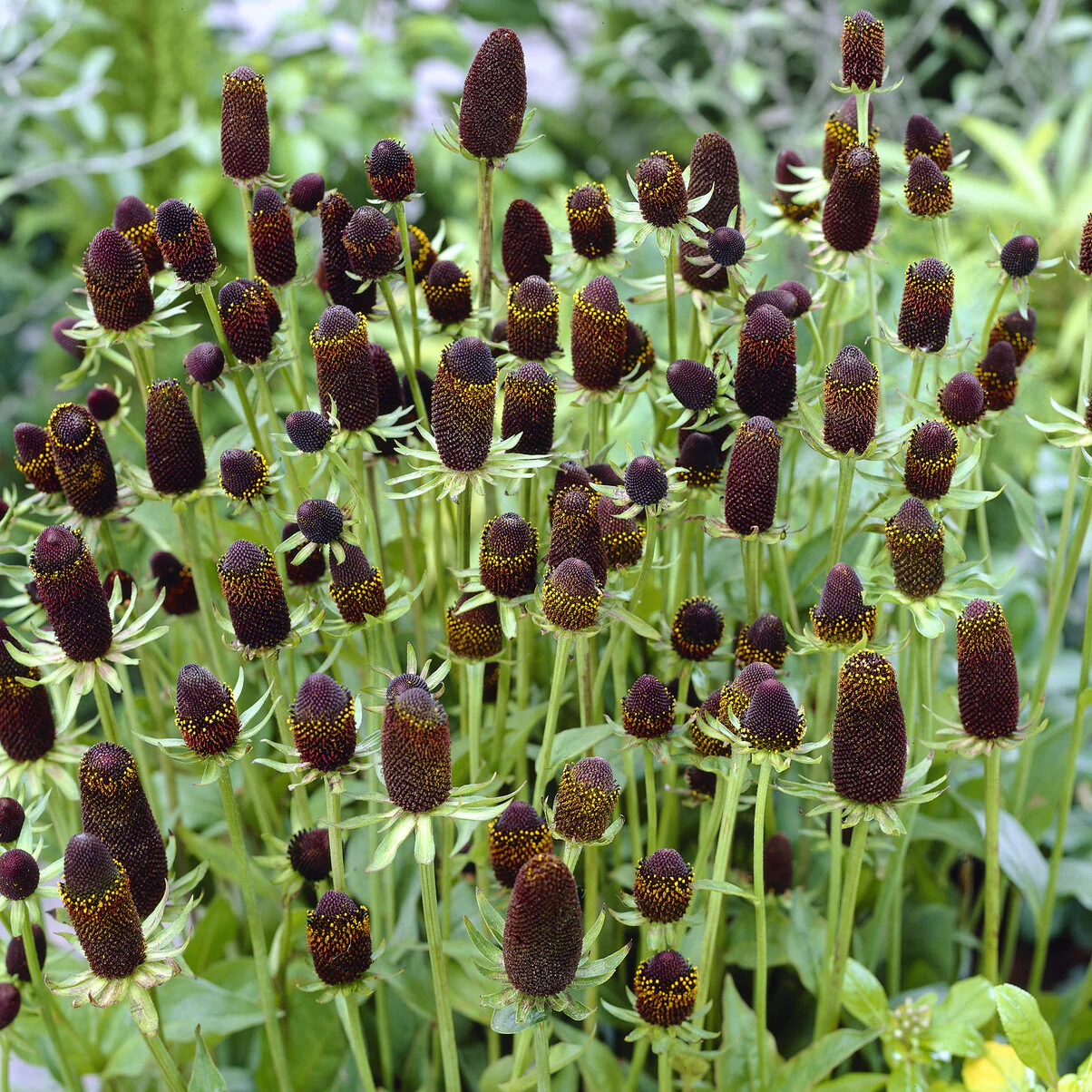 Miniatuur 1