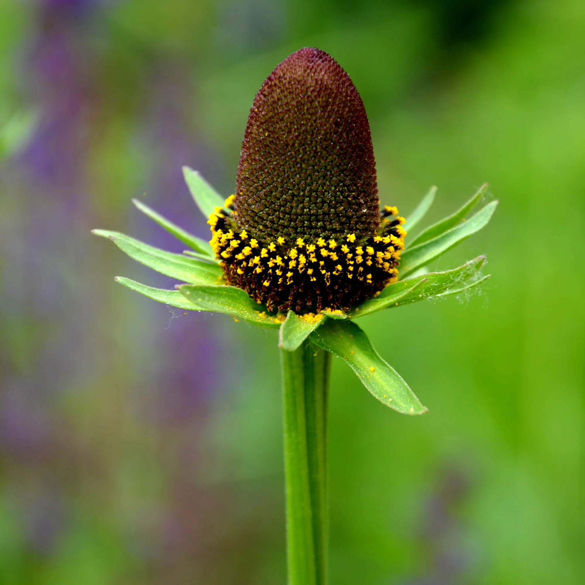 Miniatuur 2