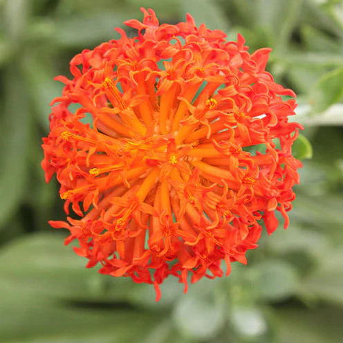 Miniatuur 2