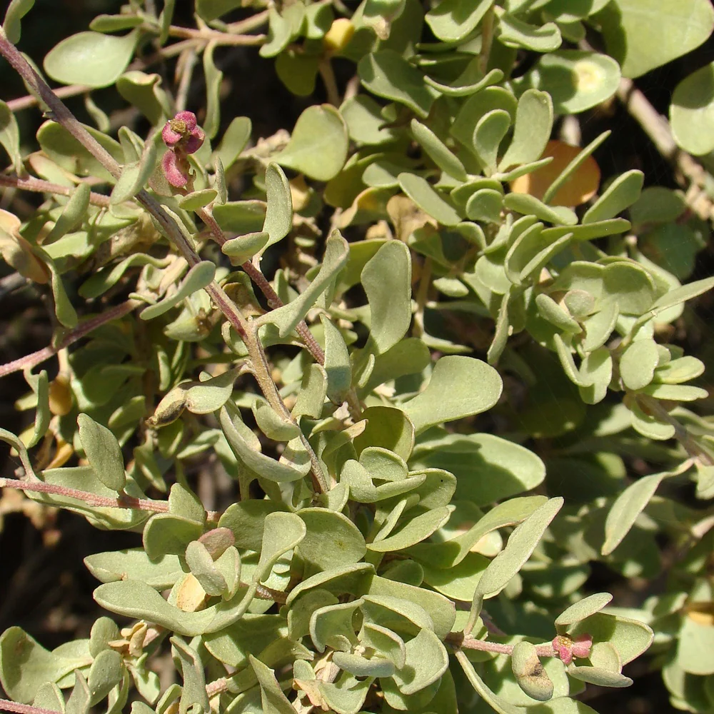 Miniatuur 1