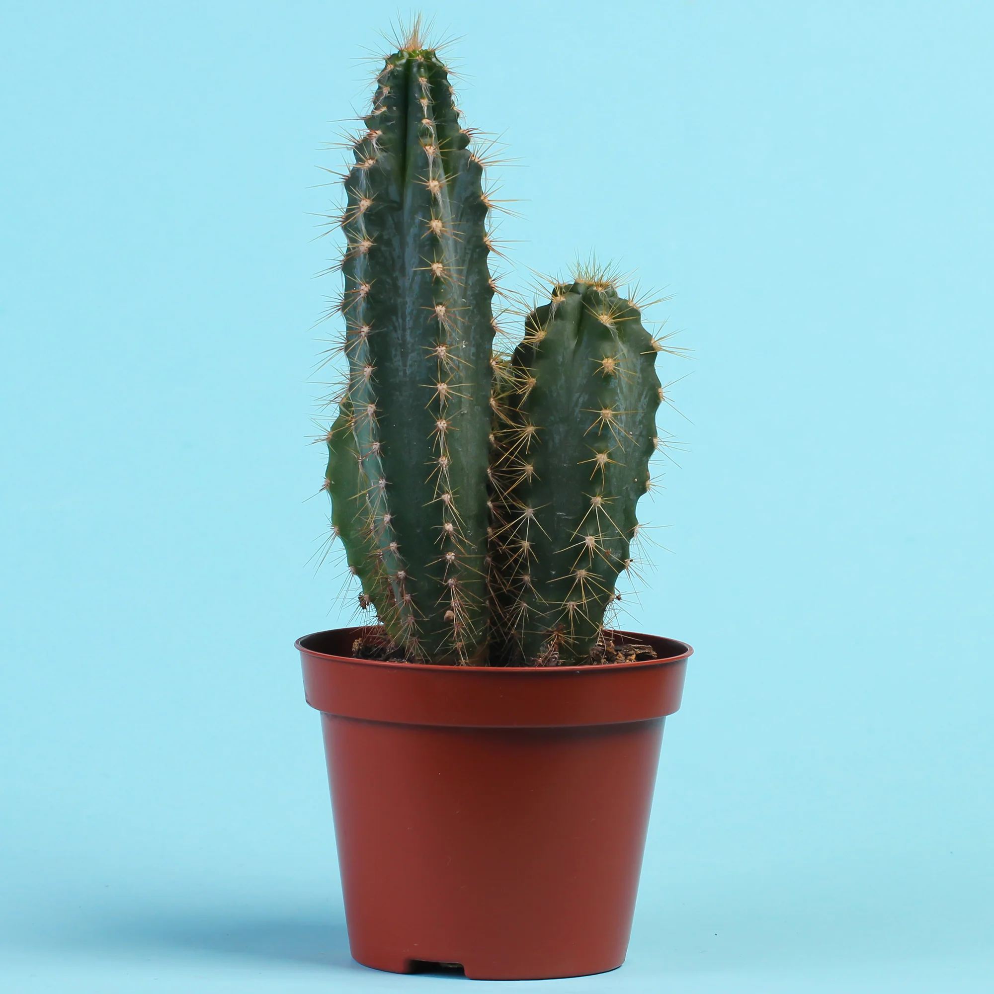 Miniatuur 1