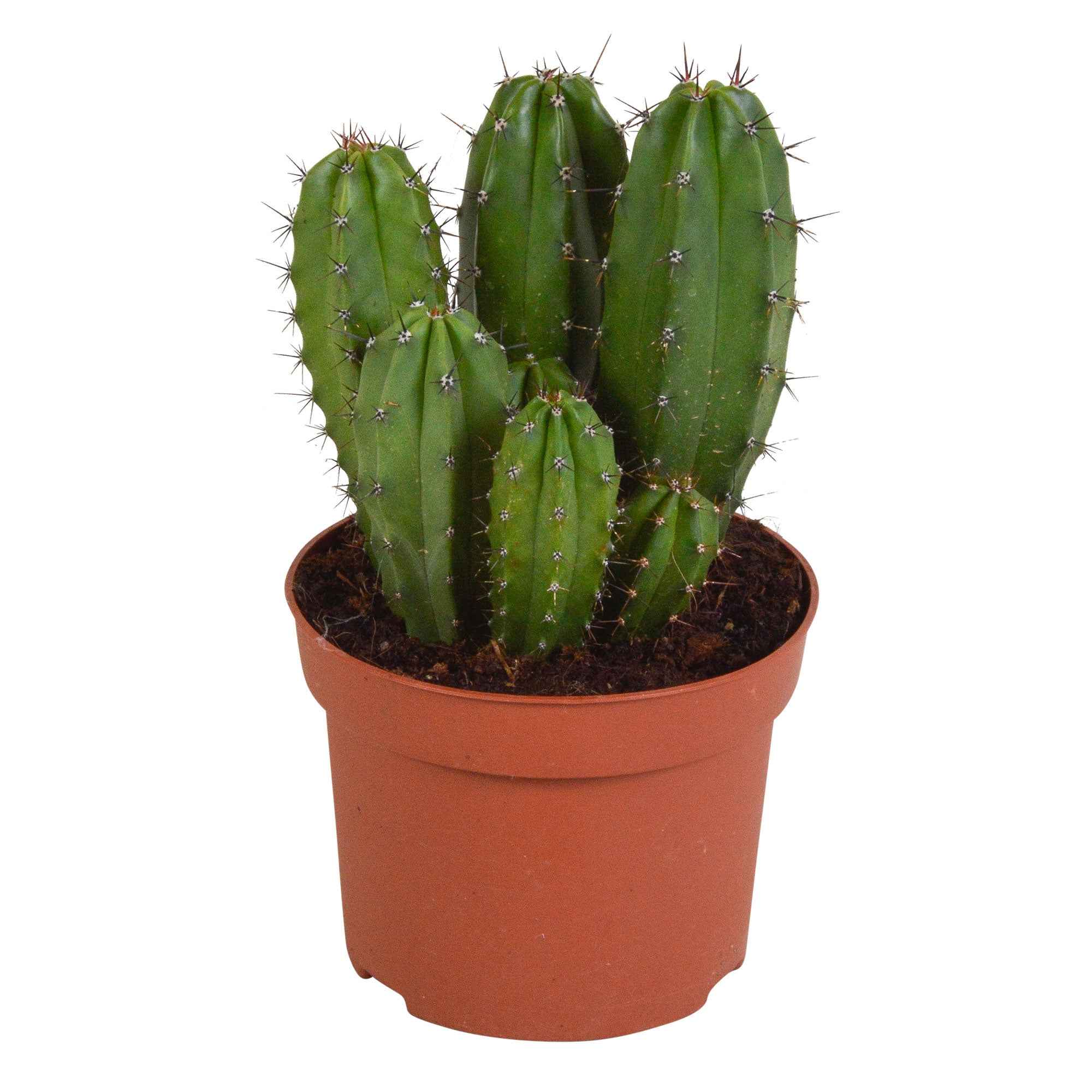 Miniatuur 2