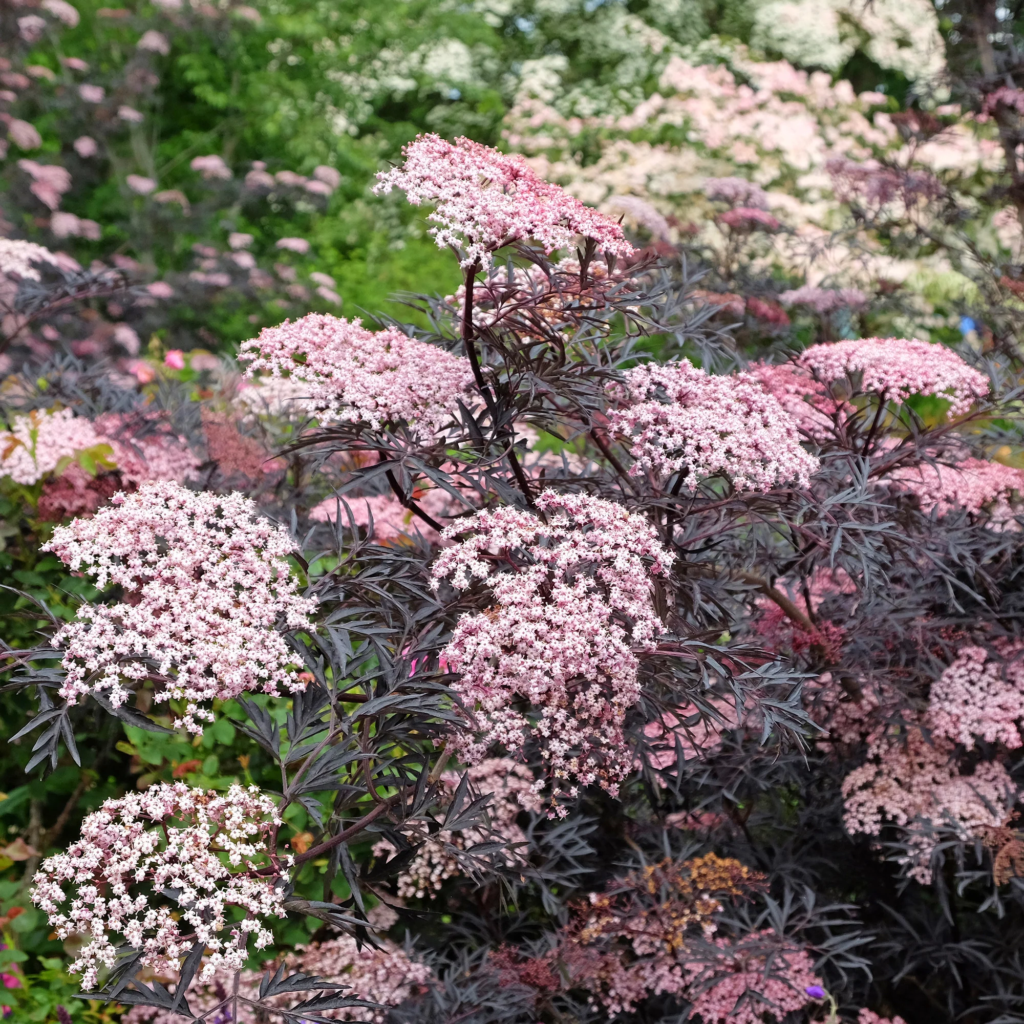 Miniatuur 2